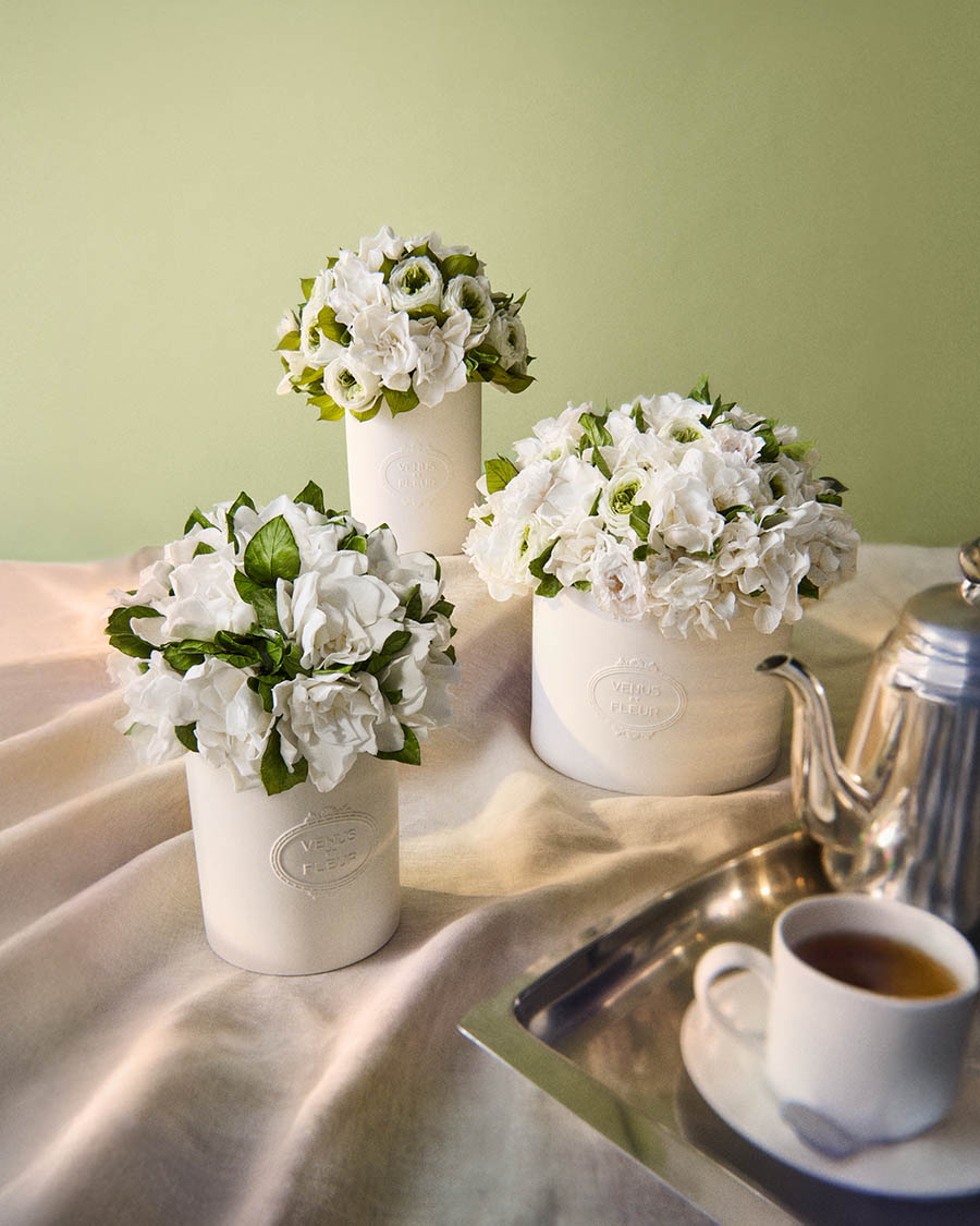 Venus et Fleur Gardenias