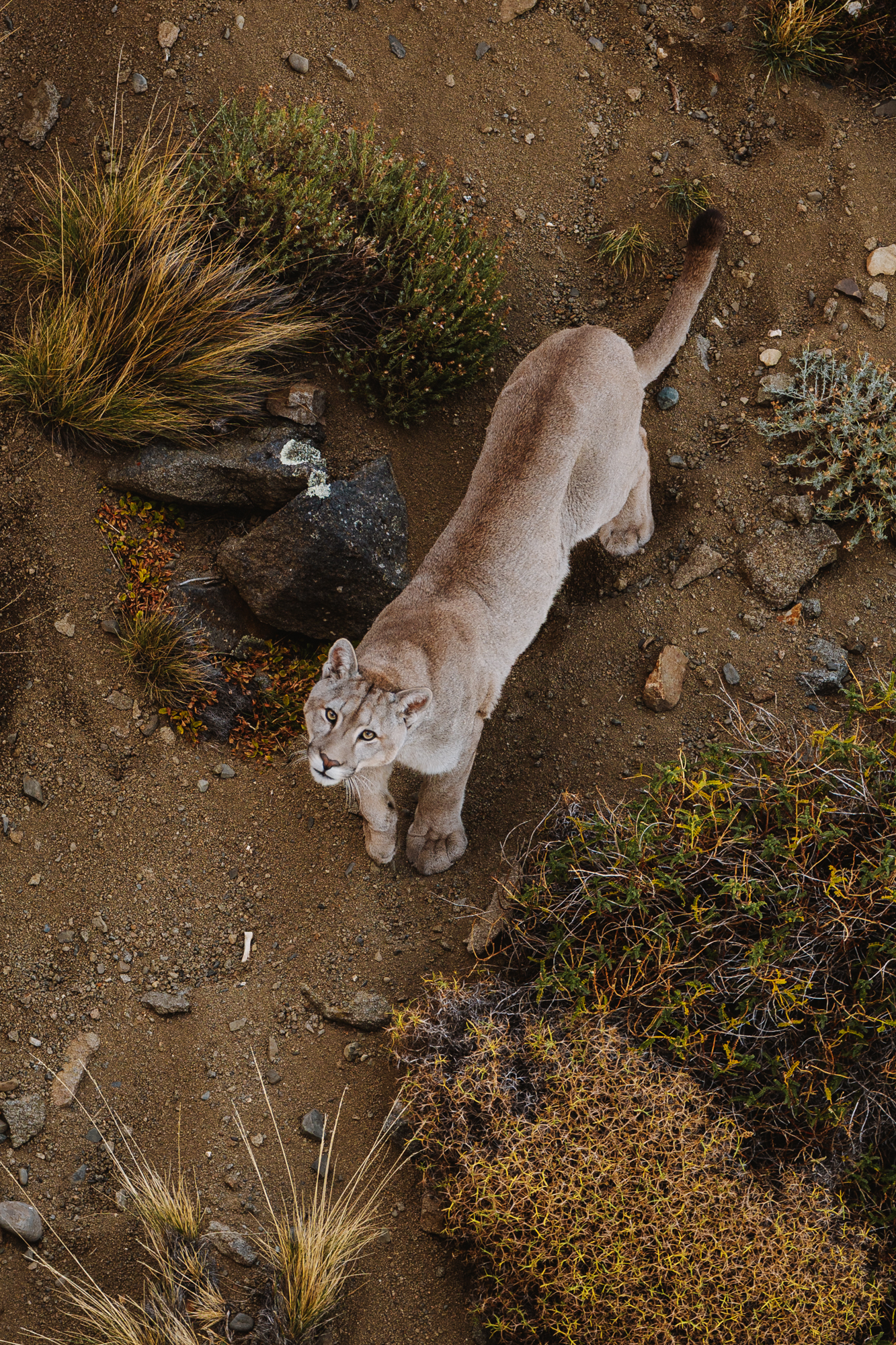 The puma in Dior Sauvage's global campaign.